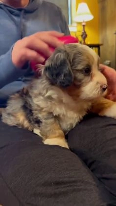 Mini Bernedoodle dogs for sale: Mercy Girl *Potty Training* - Video 1