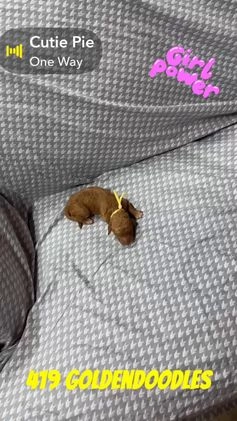 Goldendoodle dogs for sale: Yellow  - Video 1