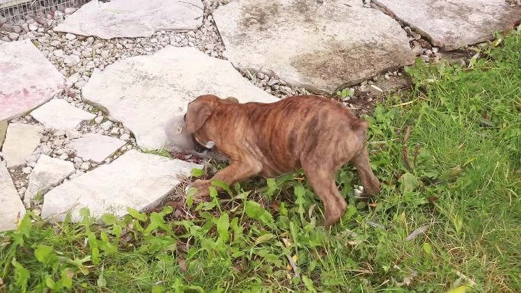 Boxer dogs for sale: Elsie - Video 4