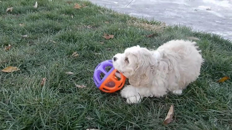 Cockapoo dogs for sale: Luka - Video 1