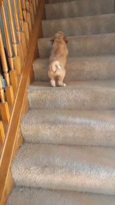 Goldendoodle dogs for sale: Goldendoodle Puppy Collar Pink - Video 7