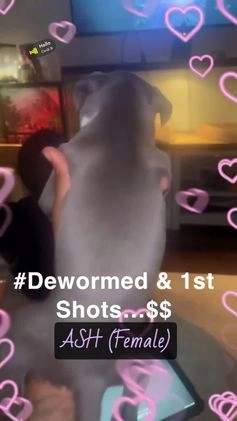 American Bully dogs for sale: American Bully Puppy 3 ( Ash) - Video 4