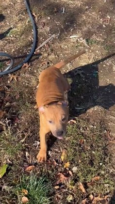 American Bully dogs for sale: Queen  - Video 1