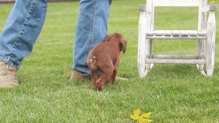 Boxer dogs for sale: Scarlet - Video 2