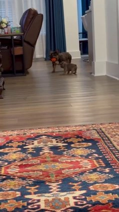 French Bulldog dogs for sale: Plum  - Video 2