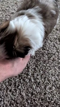 Shih Tzu dogs for sale: Tripp  - Video 1