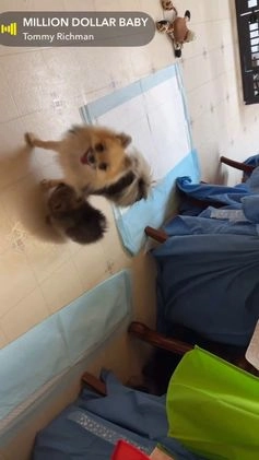 Pomeranian dogs for sale: CHACHI Pomeranian  - Video 1