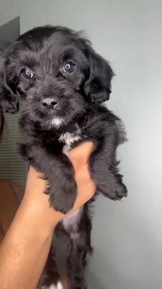 Mixed Breed dogs for sale: Fareed - Video 1