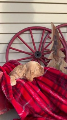 Cocker Spaniel dogs for sale: Adeline - Video 1