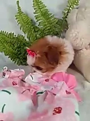 Shih Tzu dogs for sale: Cookie - Video 1