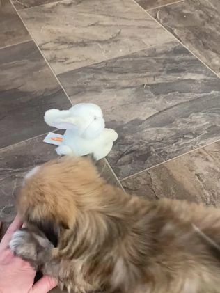 Mixed Breed dogs for sale: Diesel  - Video 1