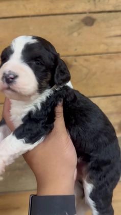 Mini Bernedoodle dogs for sale: Milo - Video 8