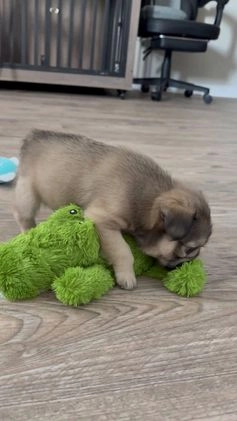 French Bulldog dogs for sale: Adira - Video 3