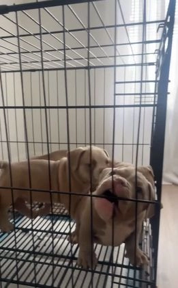 American Bully dogs for sale: American Bully Puppy 2 - Video 2