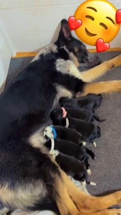 German Shepherd dogs for sale: German Shepherd Puppy 2 - Video 2