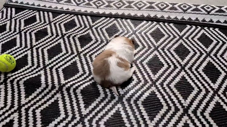 Pomeranian dogs for sale: Yeti  - Video 4