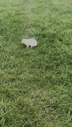 Maltipoo dogs for sale: Apple - Video 1