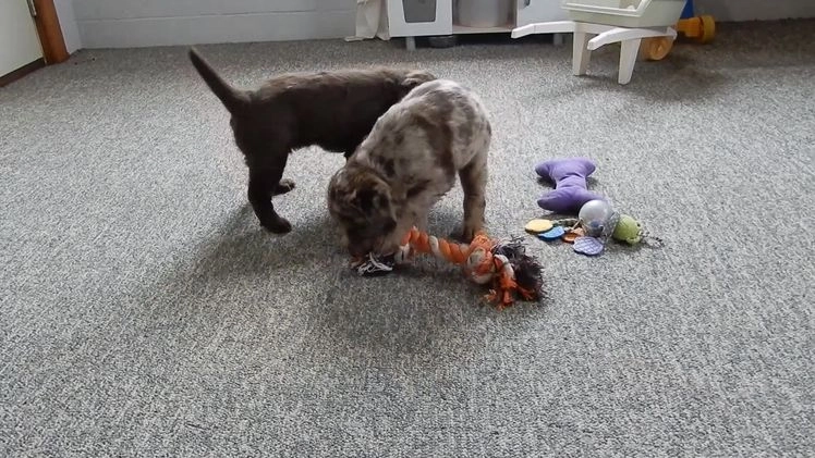 Labradoodle dogs for sale: Mrs. Claus  - Video 1