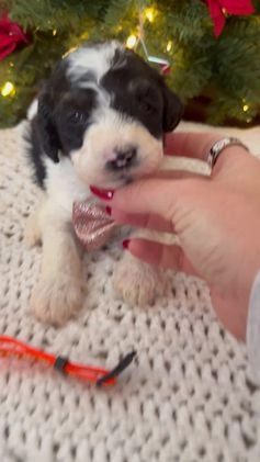 Mixed Breed dogs for sale: Finnigan - Video 1