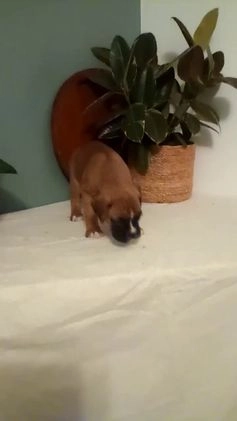 Boxer dogs for sale: Boxer Puppy 3 - Video 1