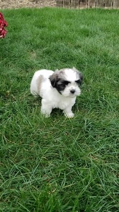 Mixed Breed dogs for sale: Sammy - Video 1