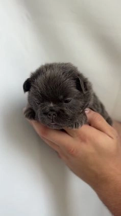 French Bulldog dogs for sale: Winter - Video 2