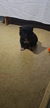 Mixed Breed dogs for sale: Lindsey  - Video 2