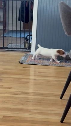 Jack Russell Terrier dogs for sale: Snoop  - Video 2