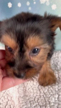 Morkie dogs for sale: Barbie - Video 1