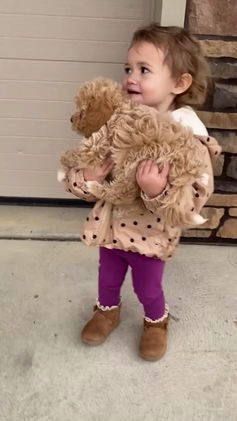 Miniature Poodle dogs for sale: Teddy - Video 10