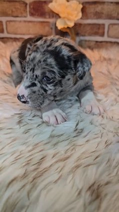 Mixed Breed dogs for sale: Willow - Video 1