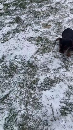 Yorkshire Terrier dogs for sale: Xavy - Video 1