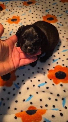 Mixed Breed dogs for sale: Tilly - Video 2