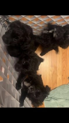 Mixed Breed dogs for sale: Gomez  - Video 1