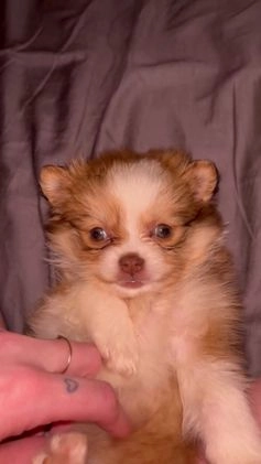 Pomeranian dogs for sale: Pomeranian Puppy 4 - Video 1