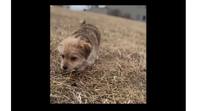 Maltipoo dogs for sale: Vizio - Video 3