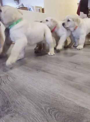 Goldador dogs for sale: Valentino - Video 1