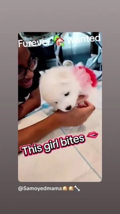 Samoyed dogs for sale: Redz - Video 1