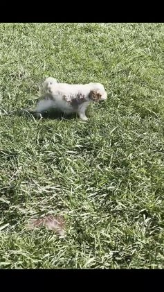 Cavapoo dogs for sale: Sage - Video 1