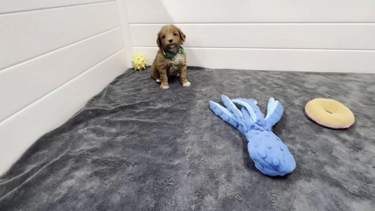 Mini Goldendoodle dogs for sale: Loki F one - Video 2