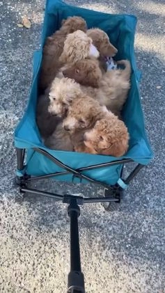 Goldendoodle dogs for sale: Purple Collar - Video 2