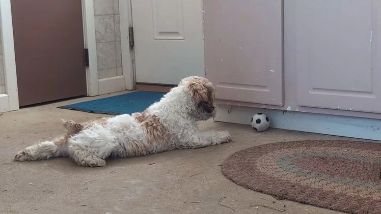 Cockapoo dogs for sale: Krystal - Video 1