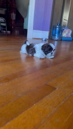 Shih Tzu dogs for sale: Tippy - Video 1
