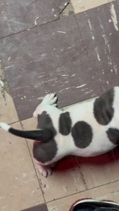 American Bully dogs for sale: COW PATCH BULLY  - Video 3