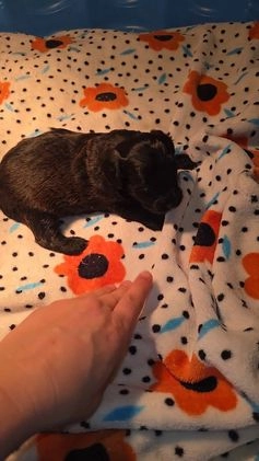 Mixed Breed dogs for sale: Tilly - Video 3