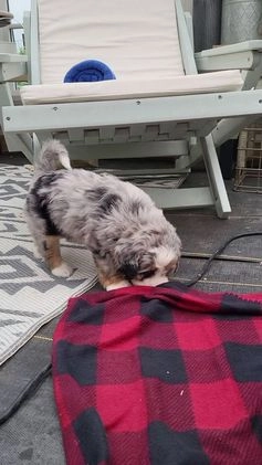 Mini Bernedoodle dogs for sale: Sadie - Video 1