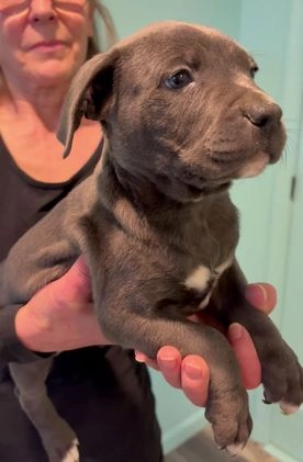 American Bully dogs for sale: American Bully Puppy 5 - Video 1