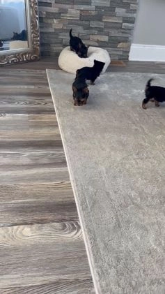 Yorkshire Terrier dogs for sale: Leonardo - Video 2