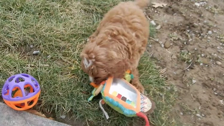 Mini Goldendoodle dogs for sale: Nemo - Video 1