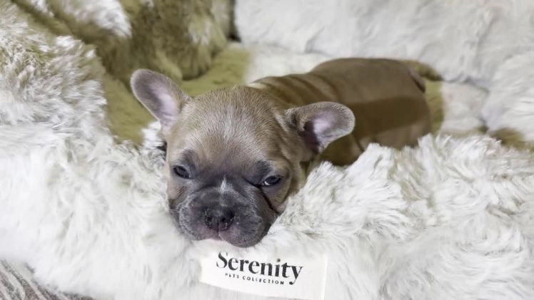 French Bulldog dogs for sale: Pernell - Video 1